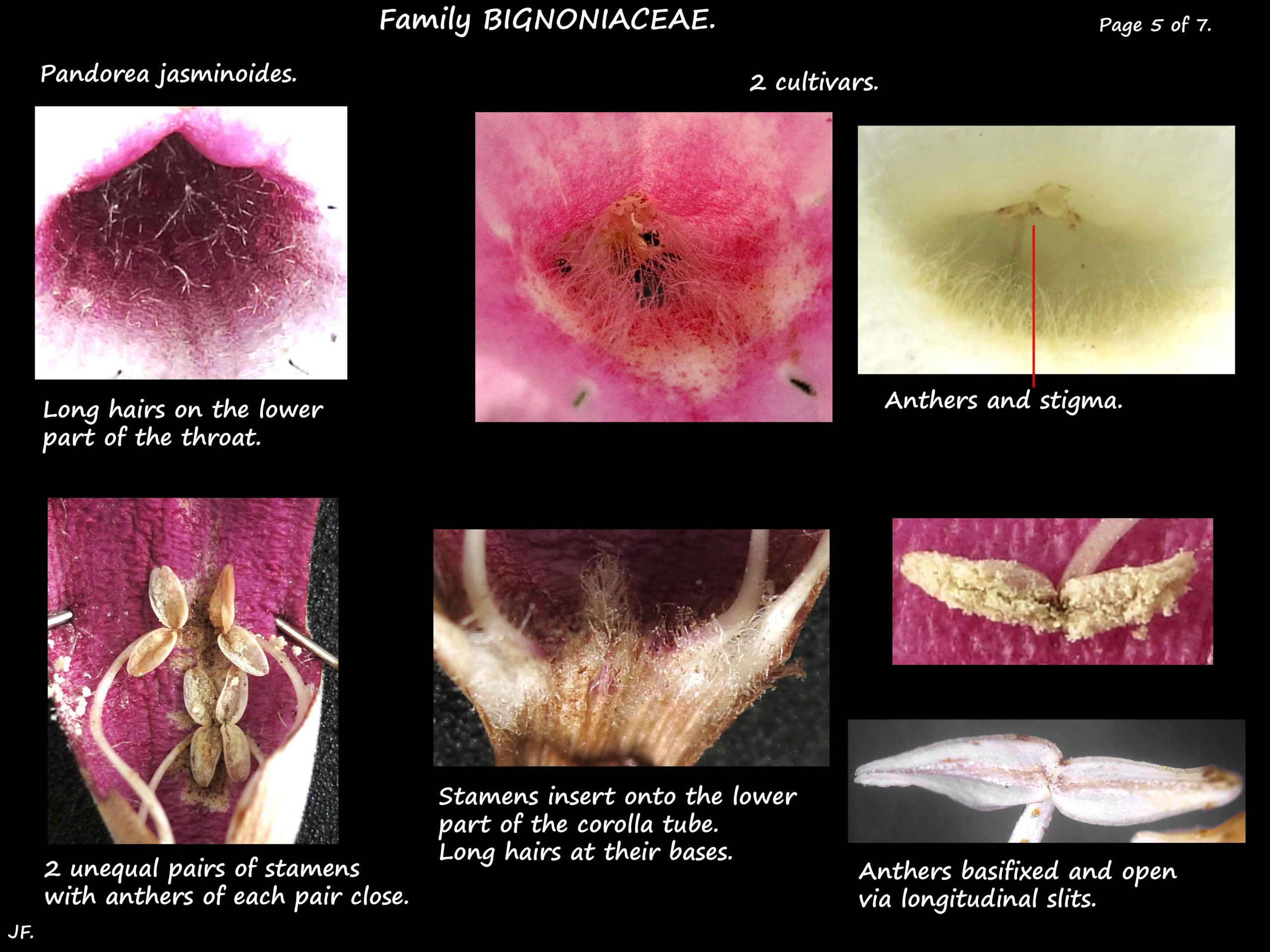 5 Pandorea jasminoides stamens